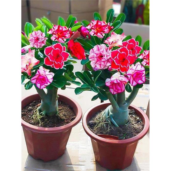 重瓣沙漠玫瑰花苗盆栽四