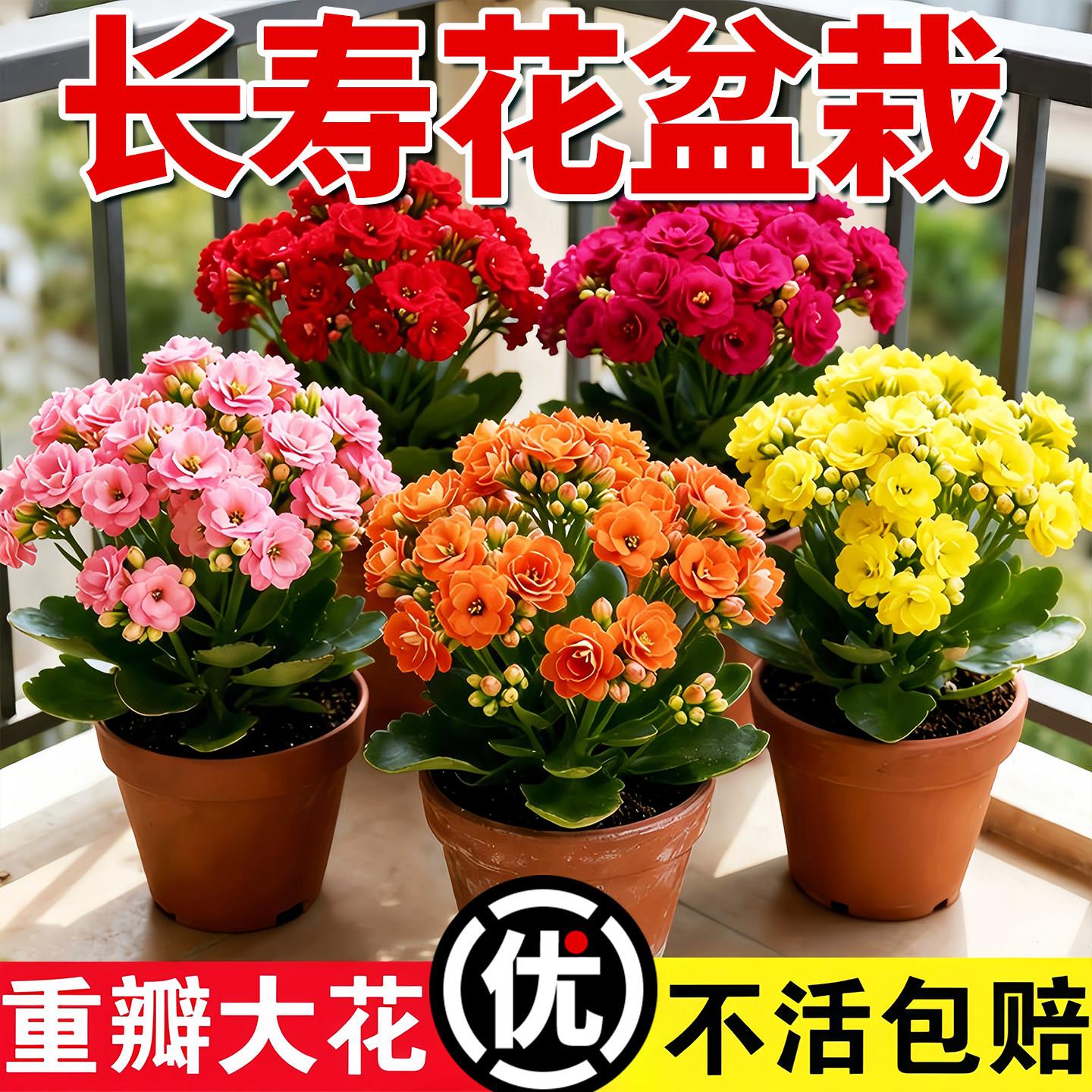 长寿花盆栽重瓣金狐狸大