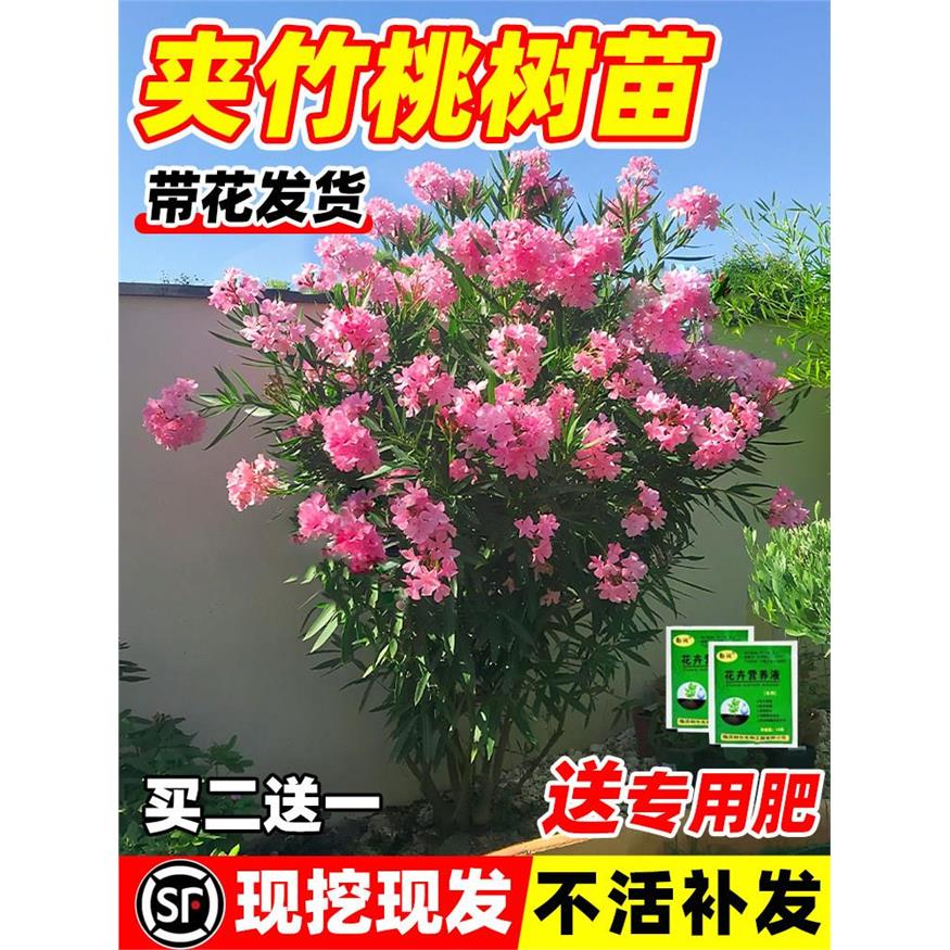 夹竹桃树苗盆栽绿化苗木