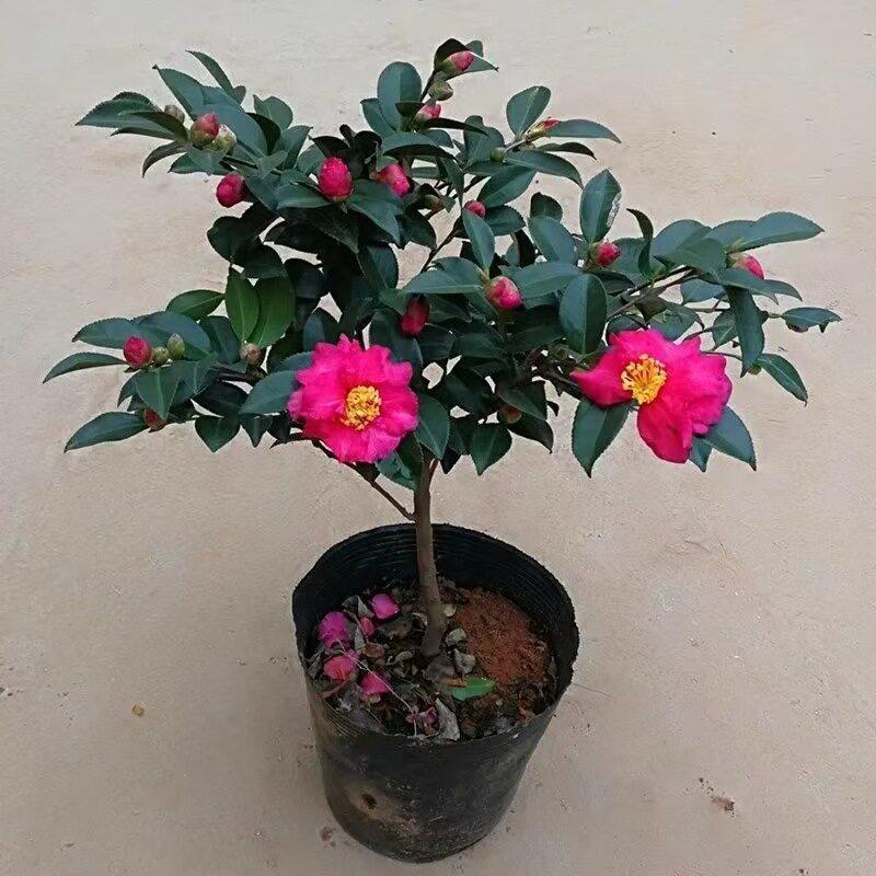 茶梅盆栽树苗花苗庭院阳