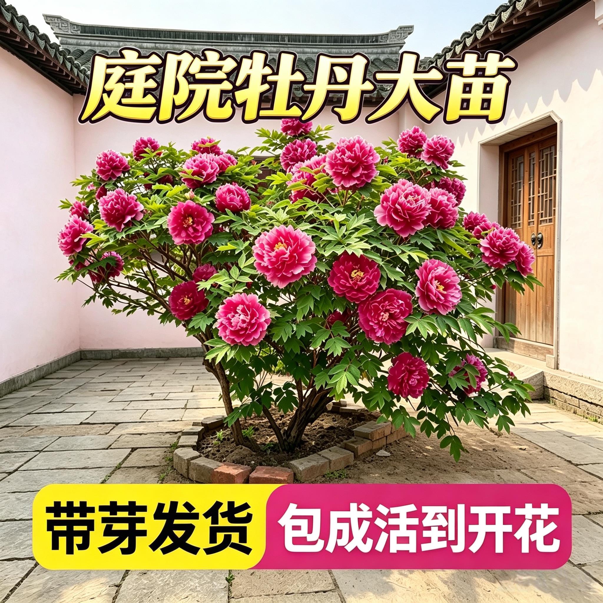 庭院牡丹花盆栽大苗洛阳