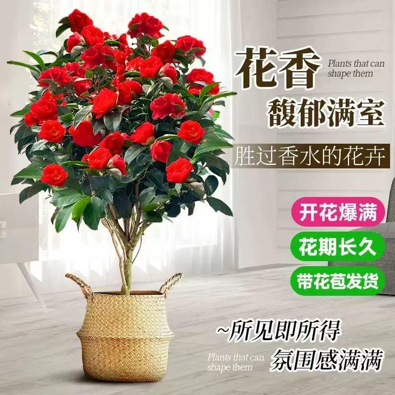红山茶花盆栽带花苞植物