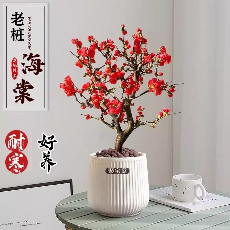 海棠花盆栽四季真树苗庭