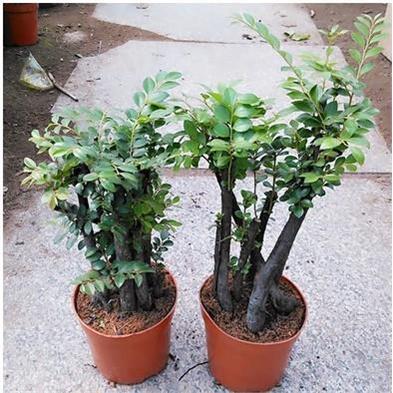 名贵树种盆景树桩桌面花