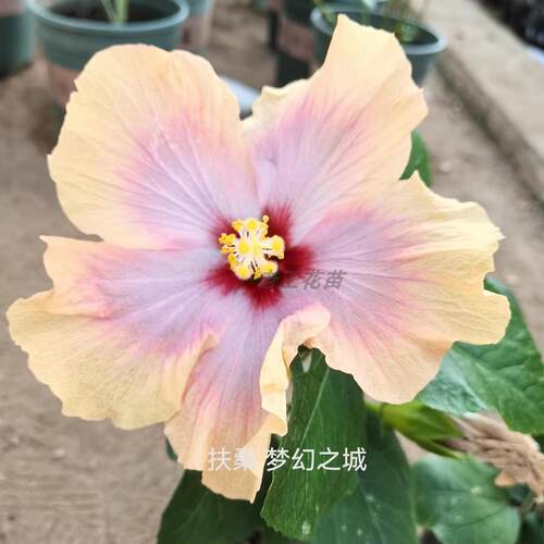 扶桑花梦幻之城朱槿花