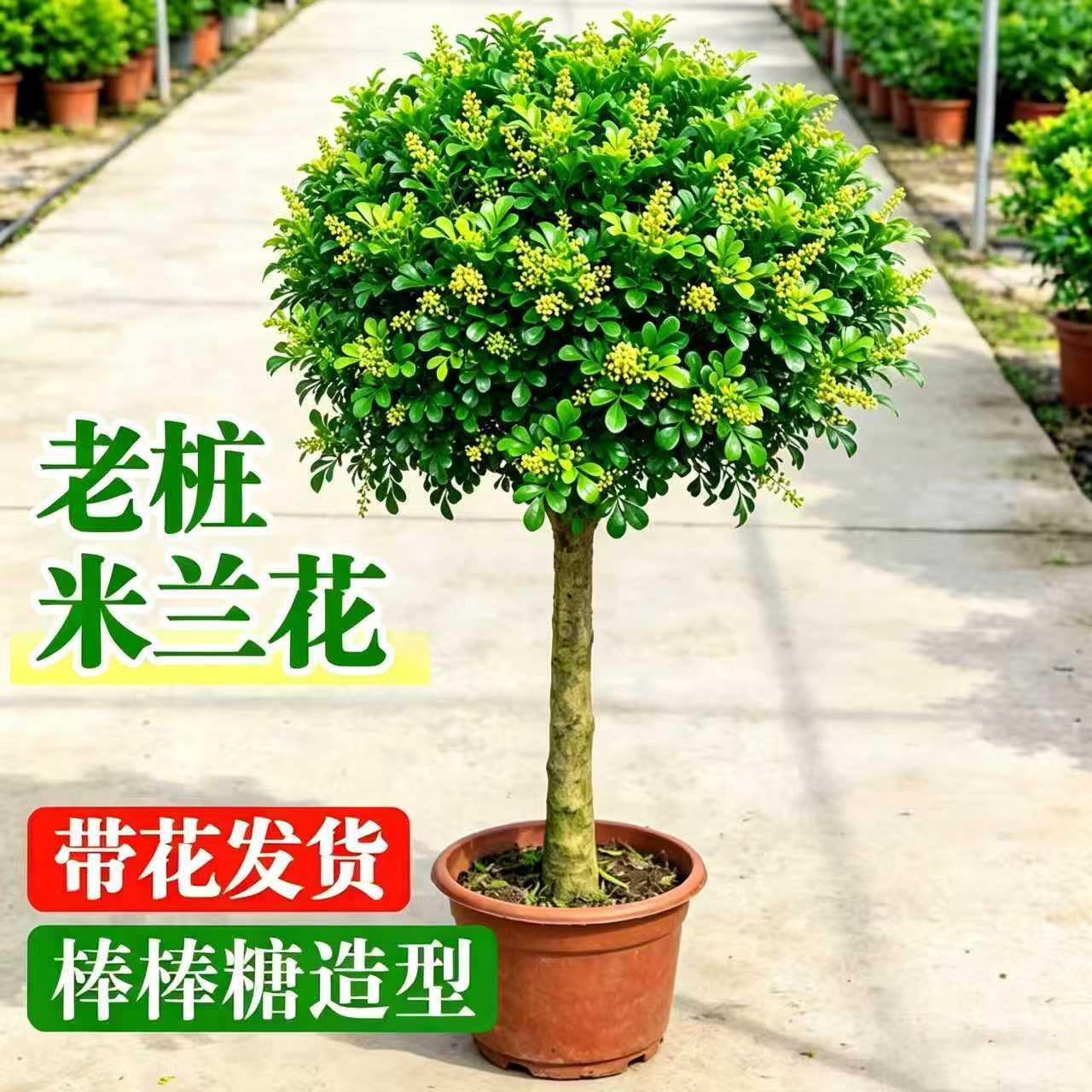 独杆米兰花盆栽大型棒棒