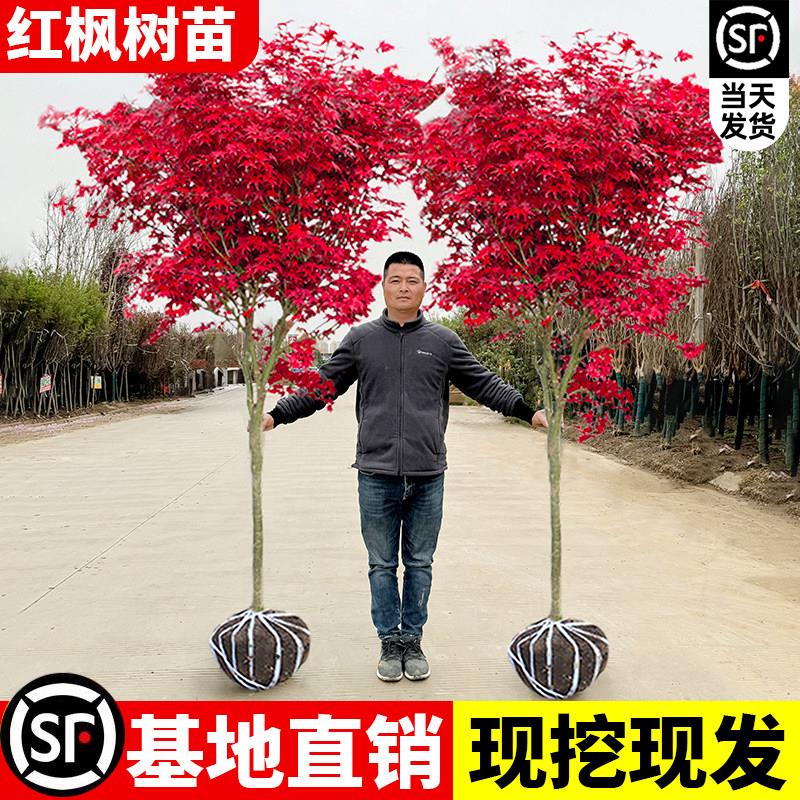 日本红枫树苗四季红舞姬