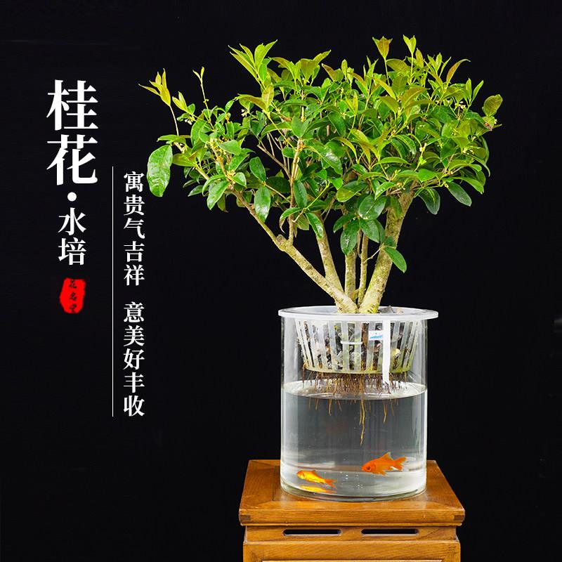 水培植物桂花大型盆栽造