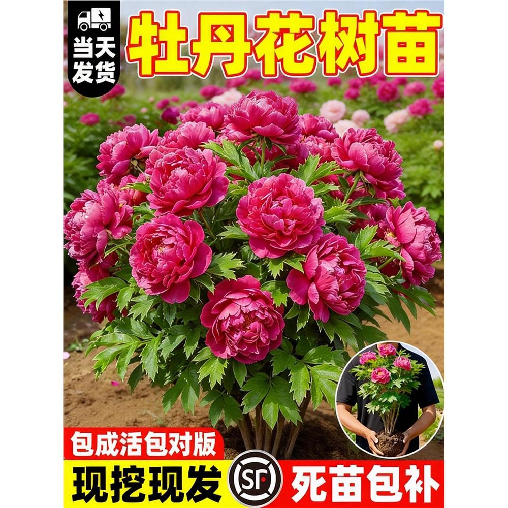 牡丹花大苗洛阳正宗老桩图片