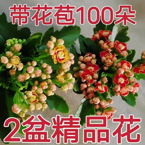 稀有长寿金狐狸多色盆栽