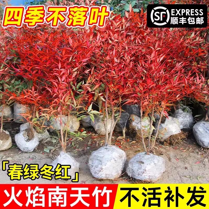 火焰南天竹盆栽客厅树苗