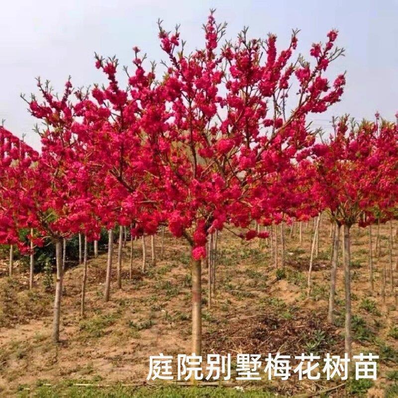 耐寒红梅花树苗盆栽庭院