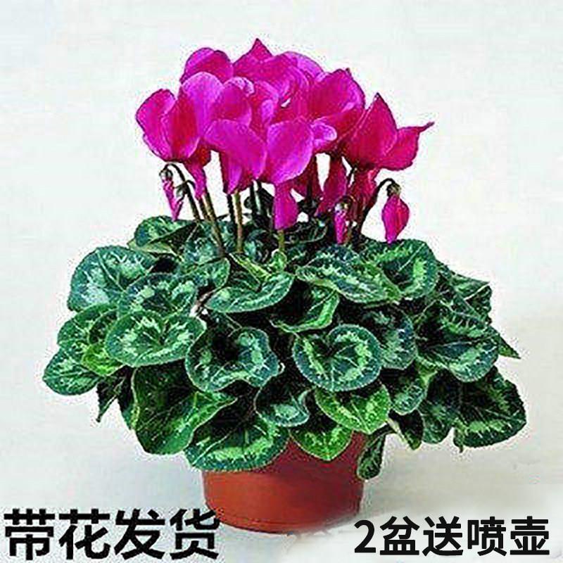 仙客来盆栽带花苞室内花