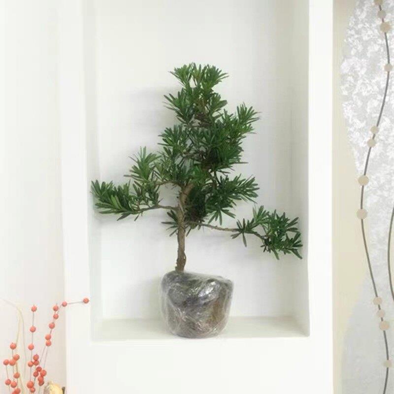罗汉松树苗小叶雀舌中叶