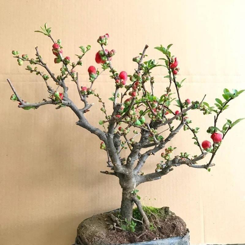 四季海棠开花正品长寿冠
