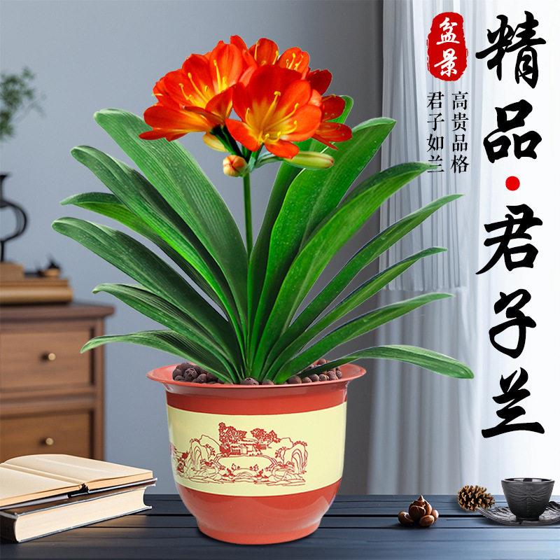 君子兰盆栽带花苞客厅苗