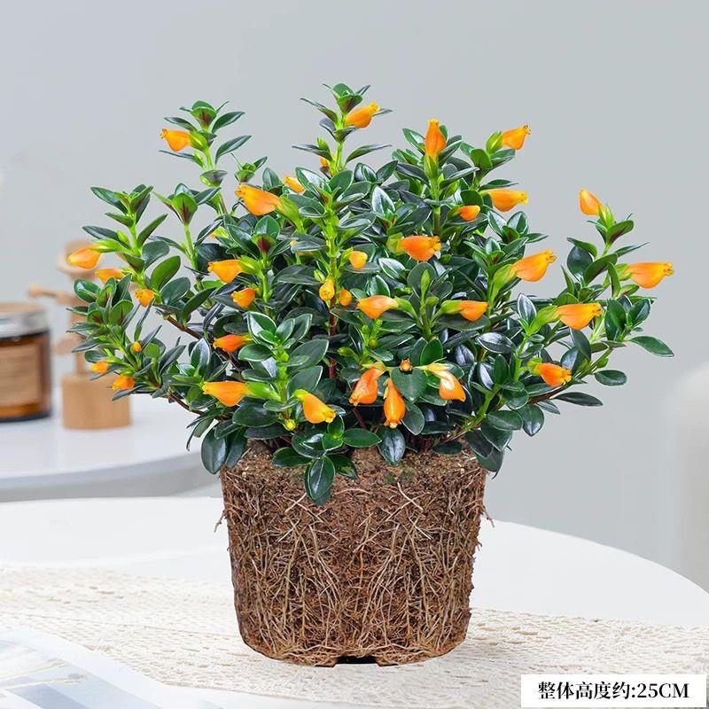 金鱼花吊兰盆栽四季开花