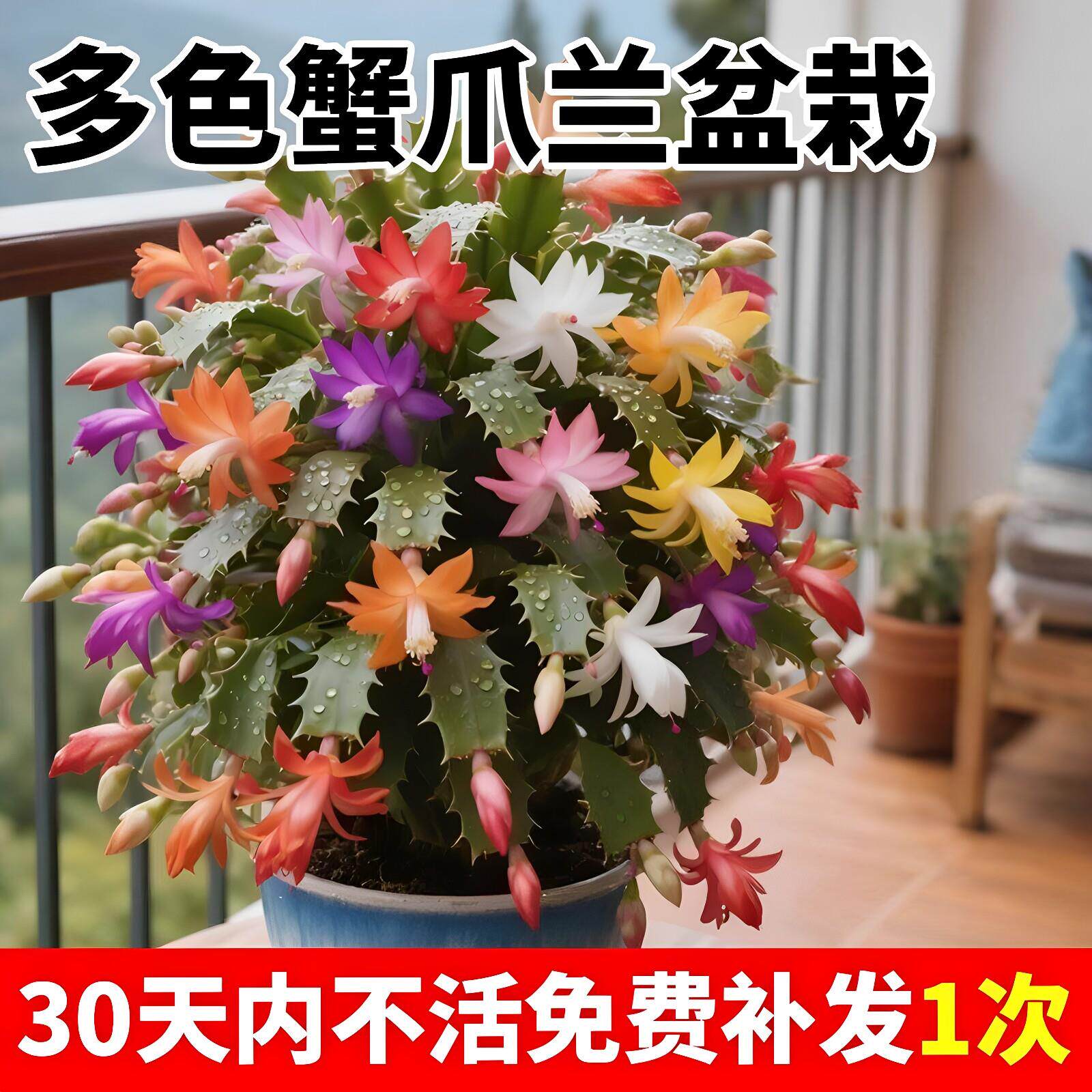 四季好养多色蟹爪兰盆栽