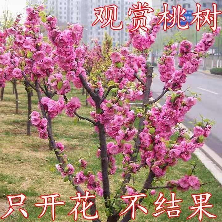 观赏桃花红叶碧桃树卉工