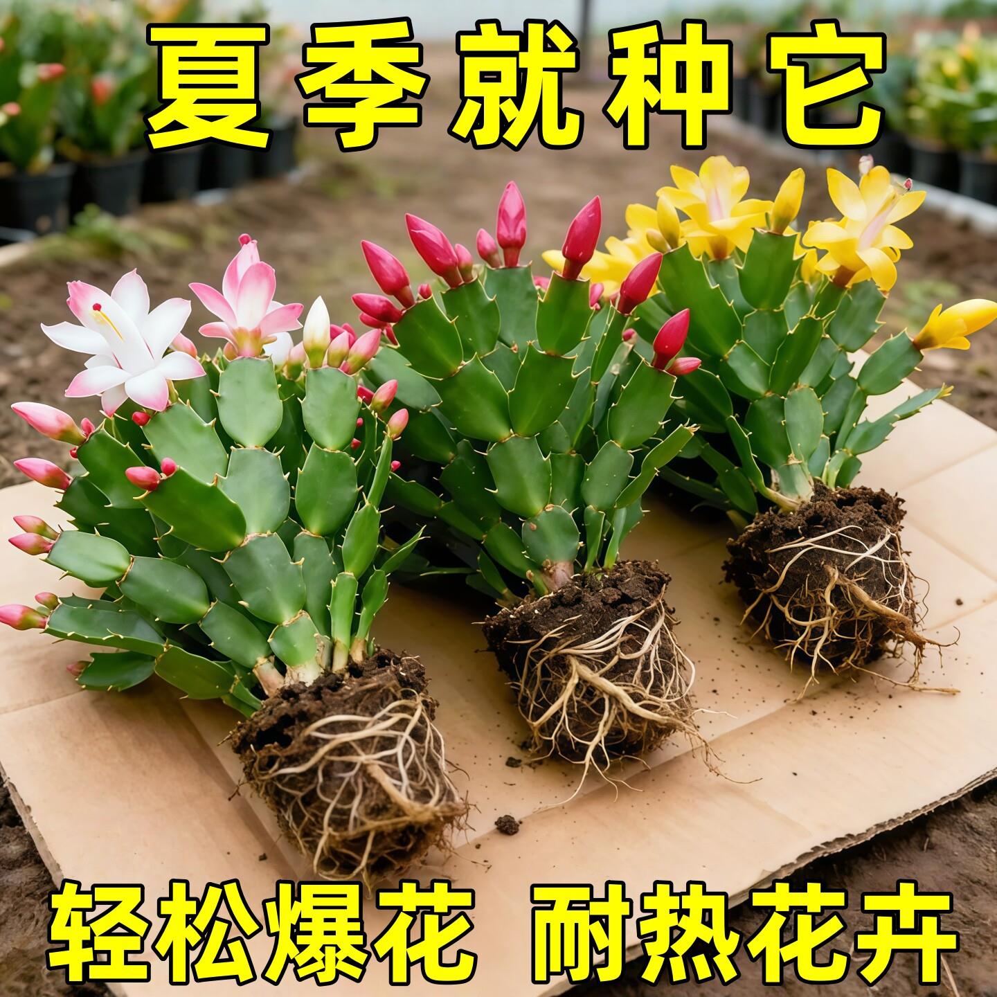 蟹爪兰盆栽带花苞开花多