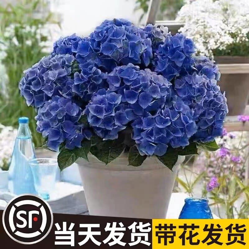绣球花苗无尽夏四季好养