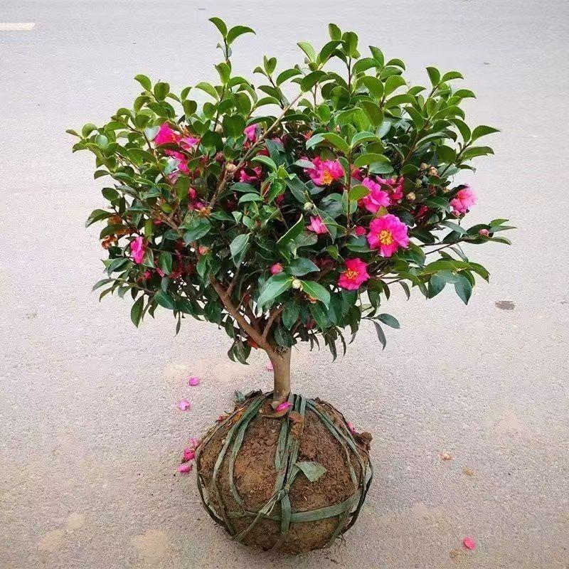 茶梅花苗浓香盆栽地栽庭