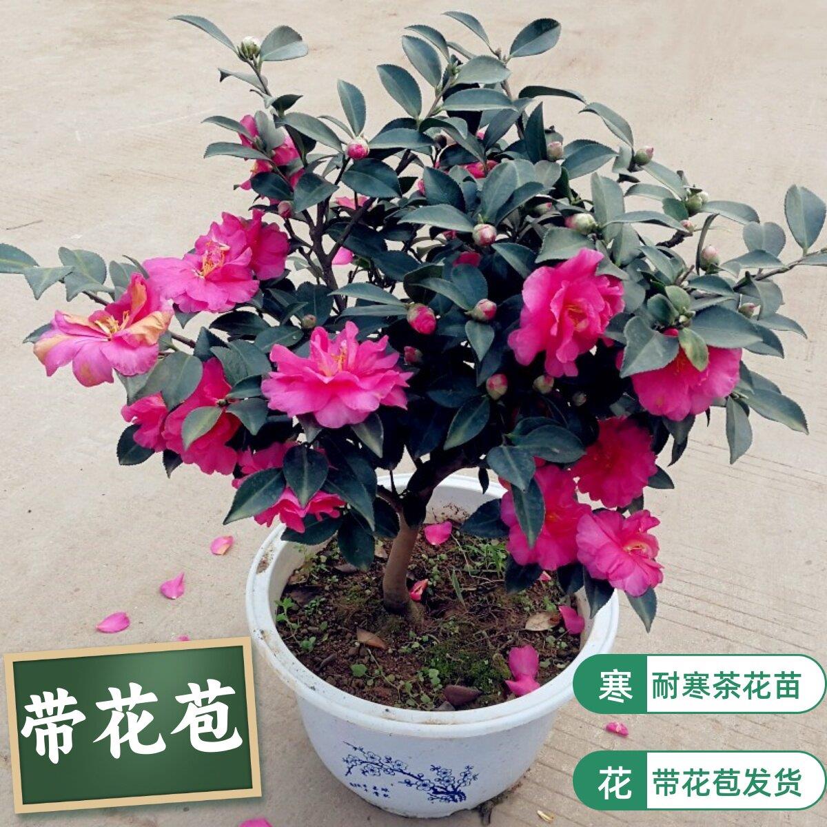 茶梅花苗盆栽四季红球树
