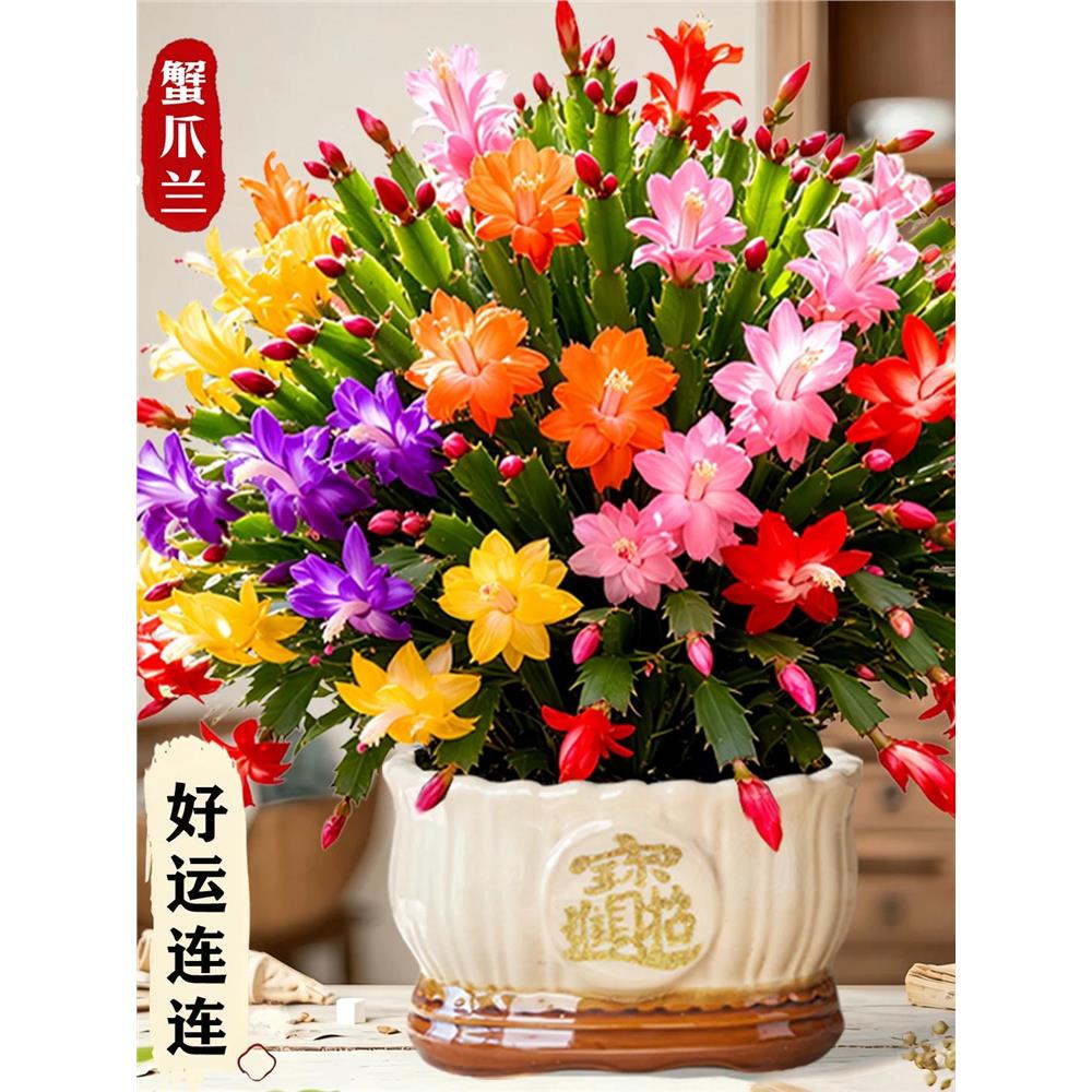蟹爪兰盆栽带重瓣花苞招