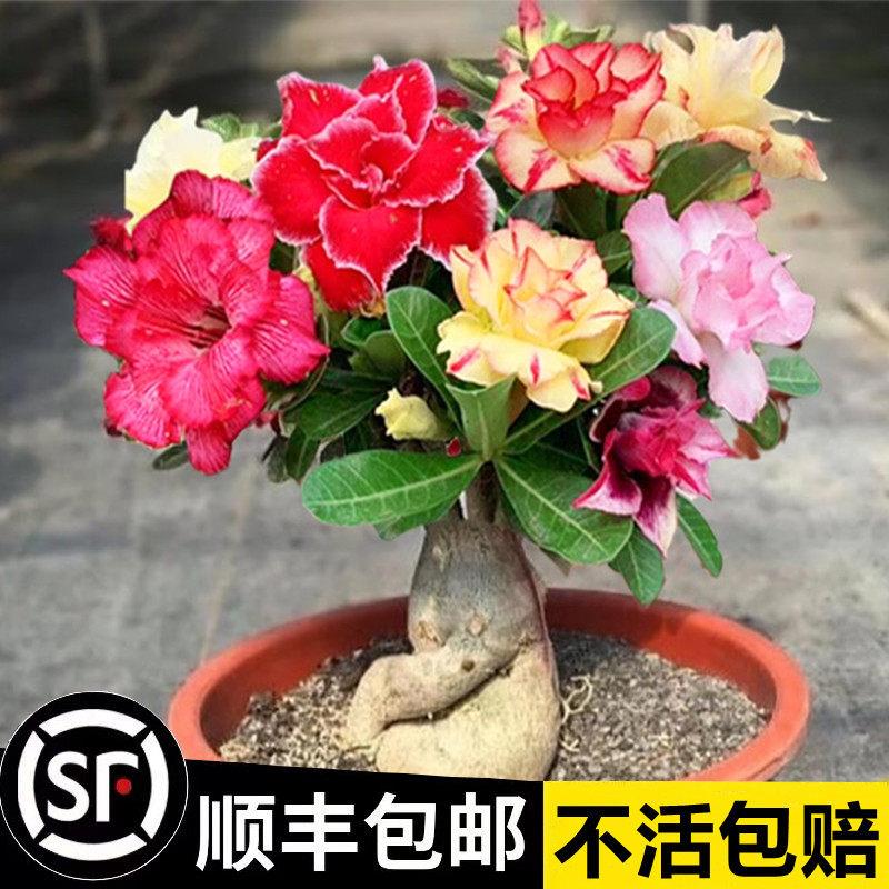 沙漠玫瑰盆栽老桩四季开