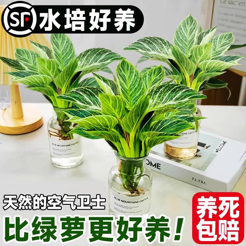 铂金钻水培植物室内好养