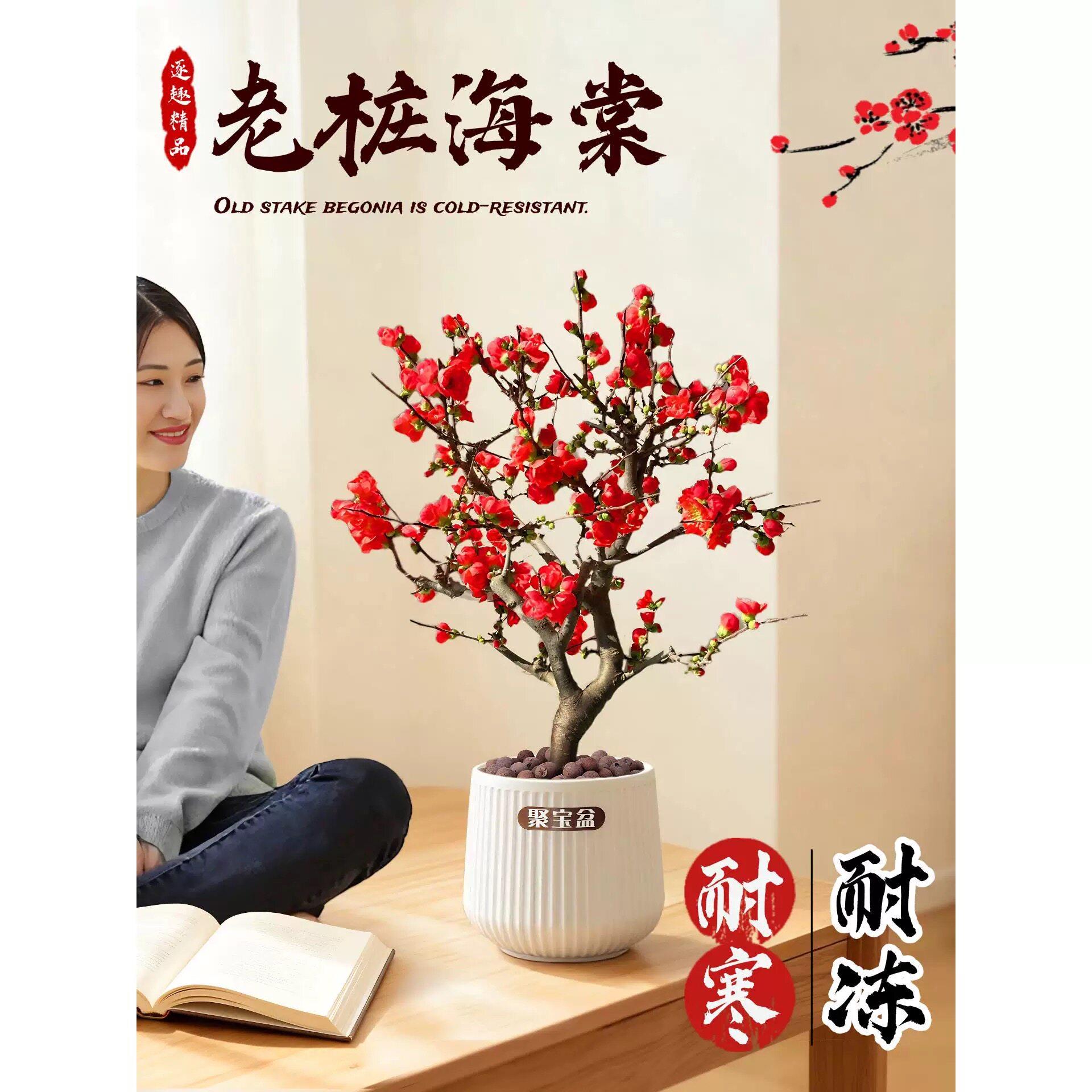 四季海棠花盆栽老桩树苗