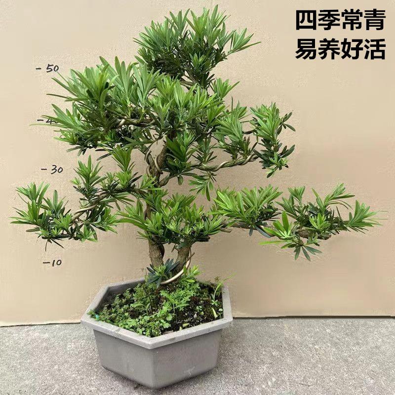 实物微型罗汉松盆景小叶