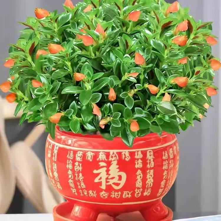 金鱼花吊兰盆栽带花苞室