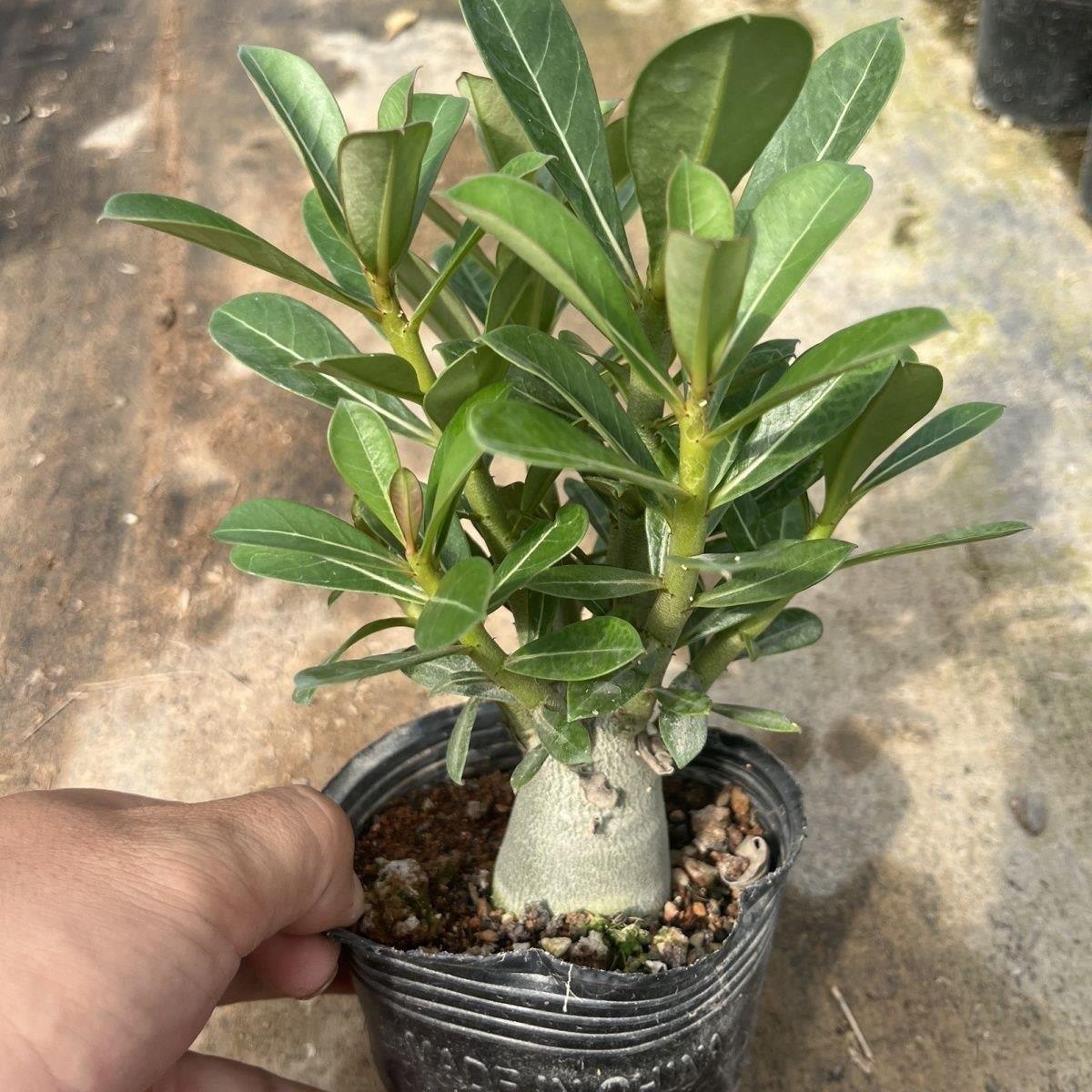 沙漠玫瑰盆栽四季开花好