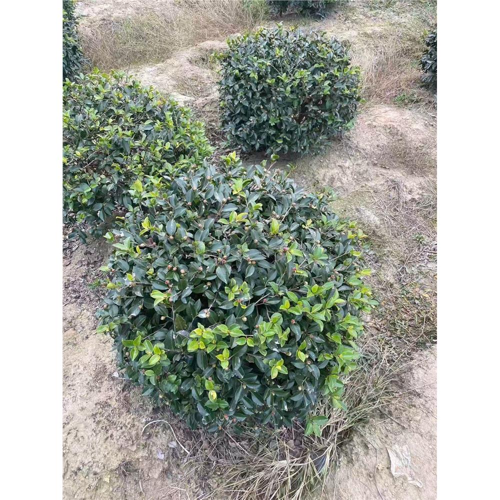 茶梅花花卉盆栽室内阳台