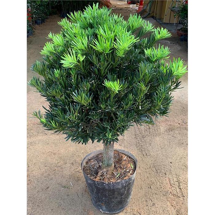 罗汉松树苗雀舌大树庭院