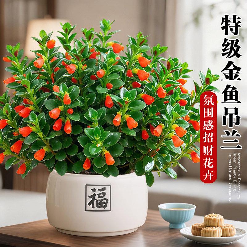 金鱼吊兰盆栽招财旺宅桌