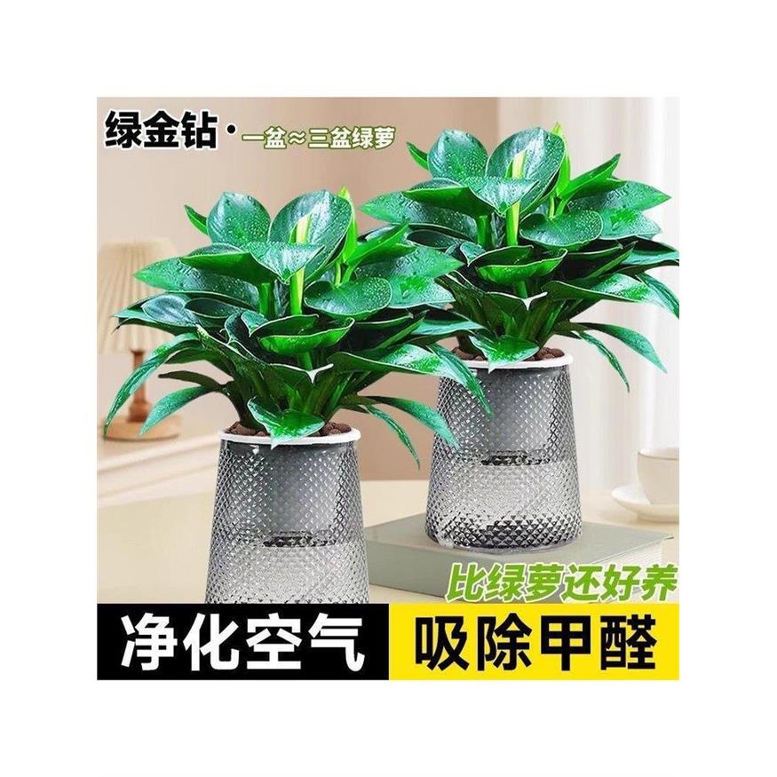金钻盆栽植物铂绿萝箩水