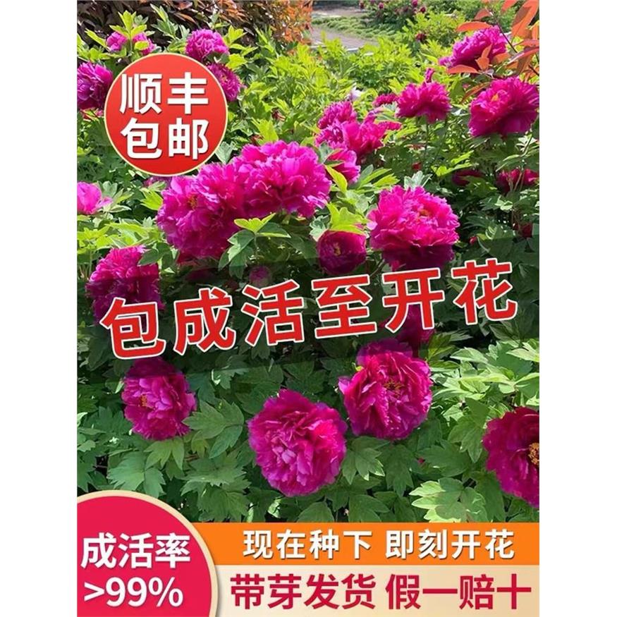 牡丹花盆栽大苗洛阳正宗
