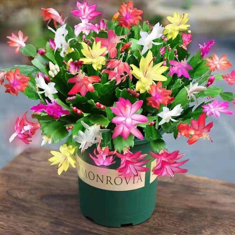 【带花苞】精品多色蟹爪