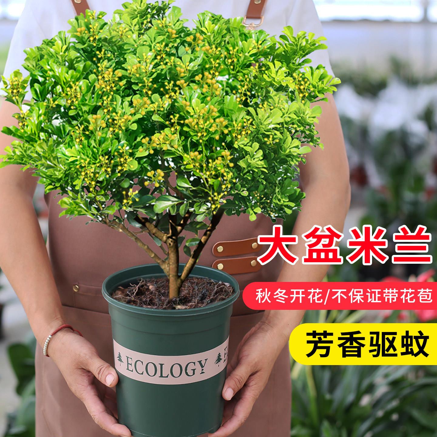 香水米兰花盆栽带花苞室图片