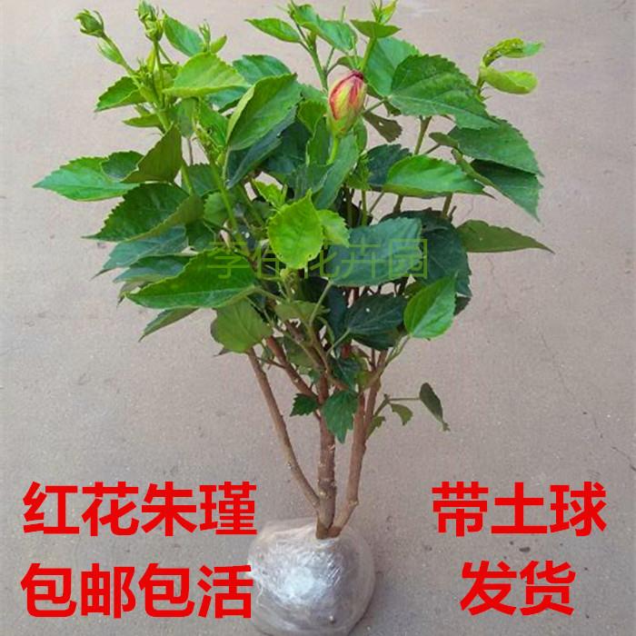 花卉盆栽黄色扶桑苗红重