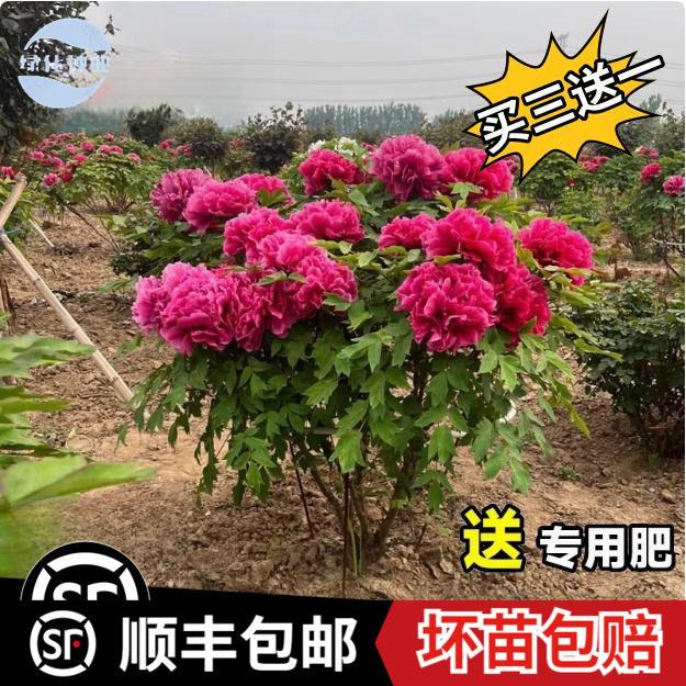 牡丹花树苗老桩洛阳正宗图片