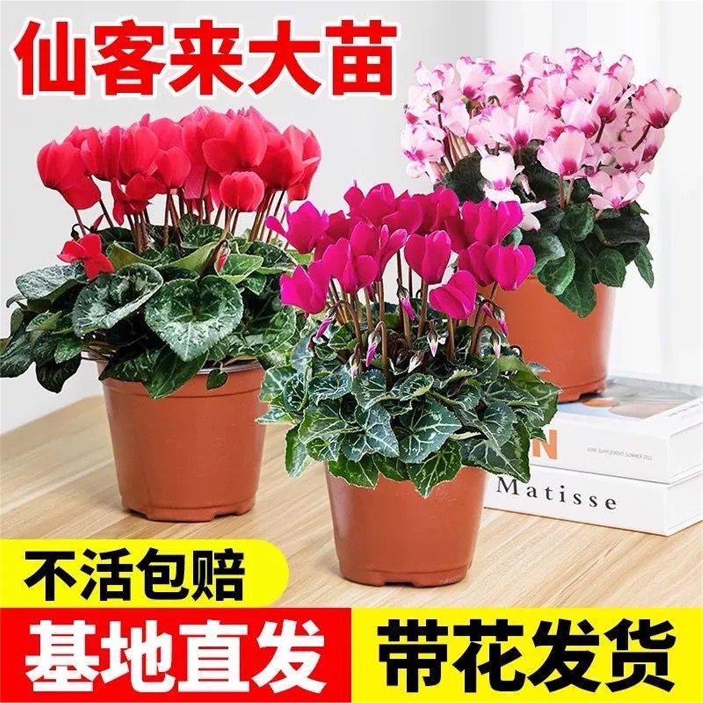 仙客来盆栽花苗兔耳花好