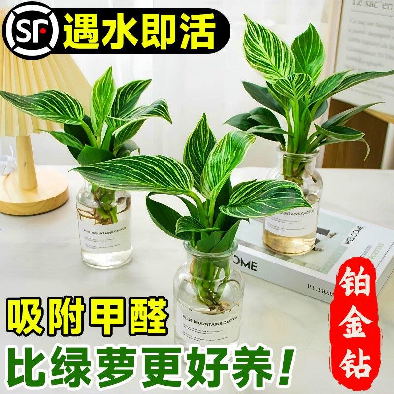 铂金钻水培植物室内好养图片