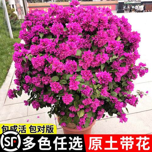 三角梅盆栽带花绿樱爬藤