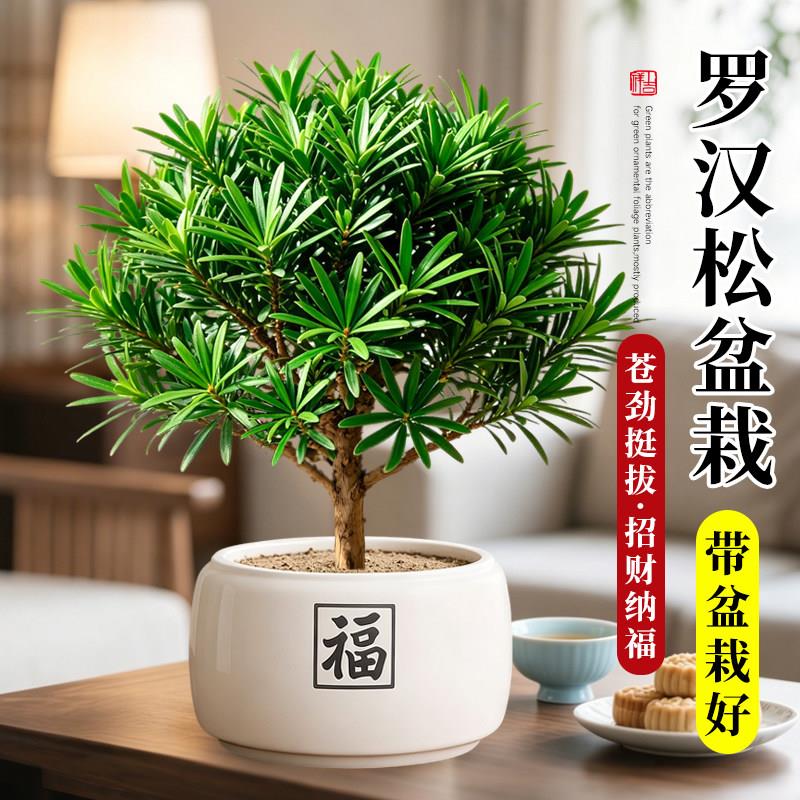罗汉松老桩盆景迎客松造