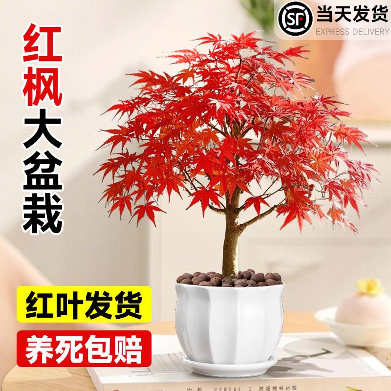 红枫树盆栽日本红舞姬老