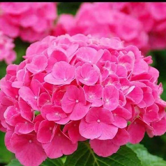 绣球花苗盆栽无尽夏庭院