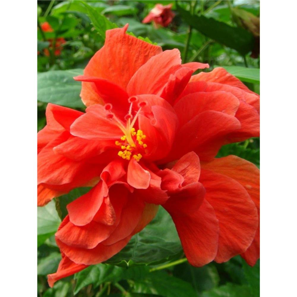 扶桑花苗盆栽朱槿牡丹芙